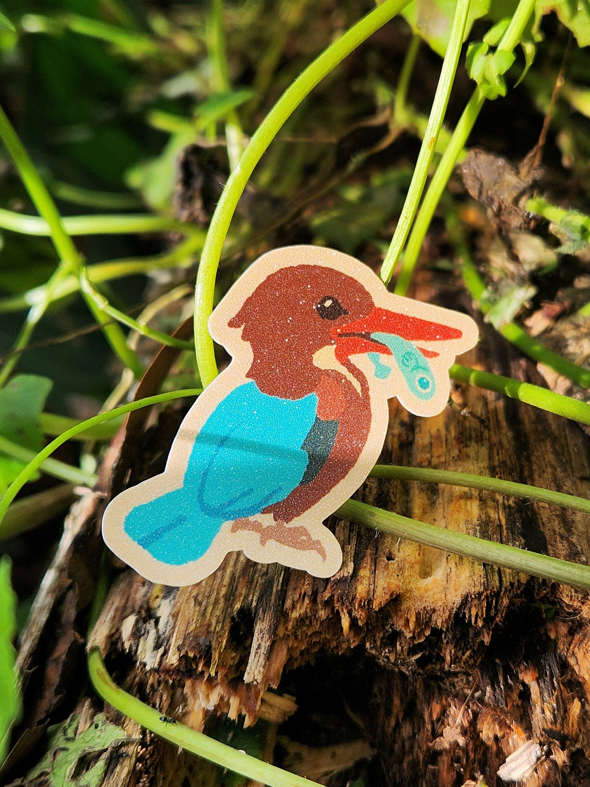 White-throated Kingfisher